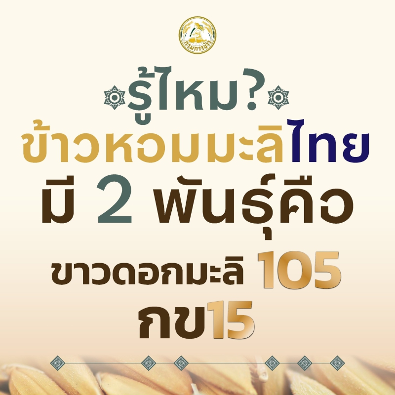 ข้าวหอมมะลิแท้มีเพียง2สายพันธุ์เท่านั้น