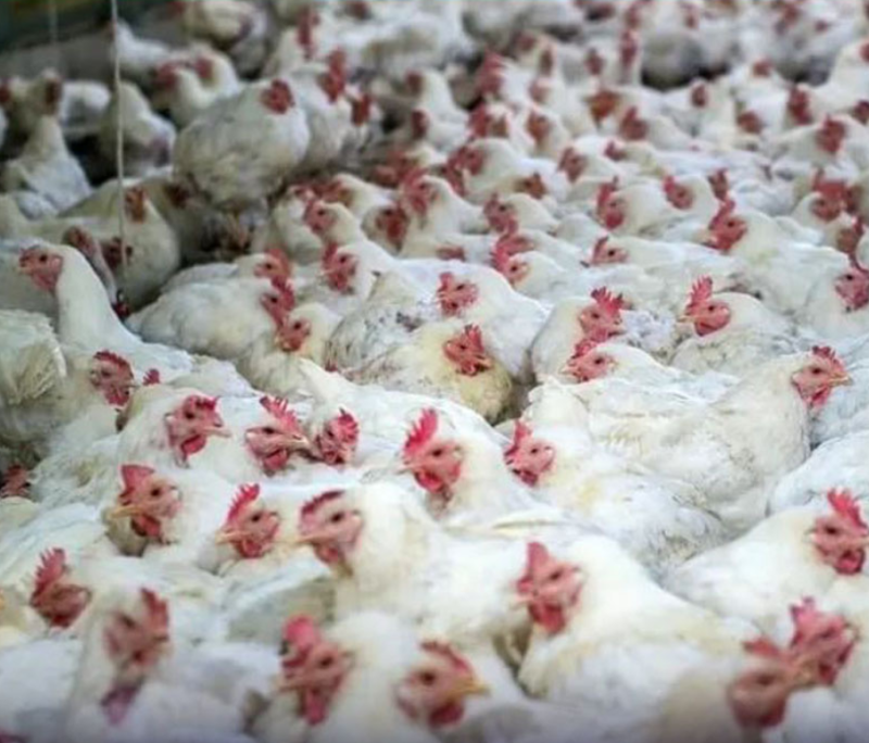 เฝ้าระวังโรคระบาด!