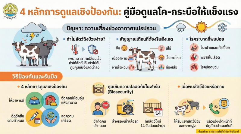 4หลักการดูแลเชิงป้องกันสำหรับโค-กระบือในช่วงอาการแปรปรวน