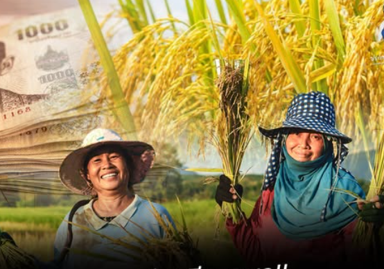 ข่าวดีชาวนา!!ราคาข้าวหอมมะลิขยับขึ้น