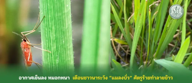 อากาศเย็นลงหมอกหนาเตือนชาวนาระวังแมลงบั่ว