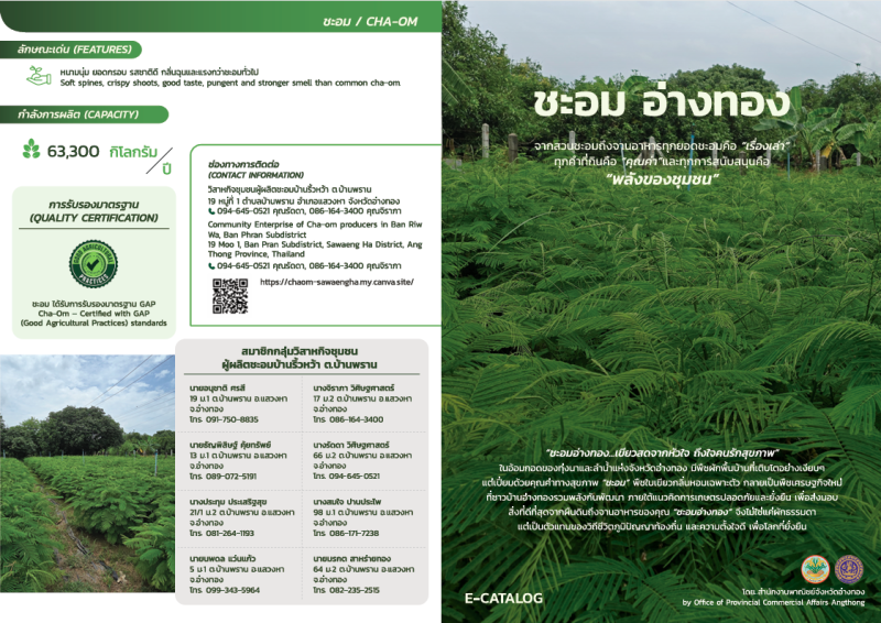 ชะอมอ่างทอง…พืชผักคุณภาพสูงที่ขับเคลื่อนด้วยพลังของชุมชน