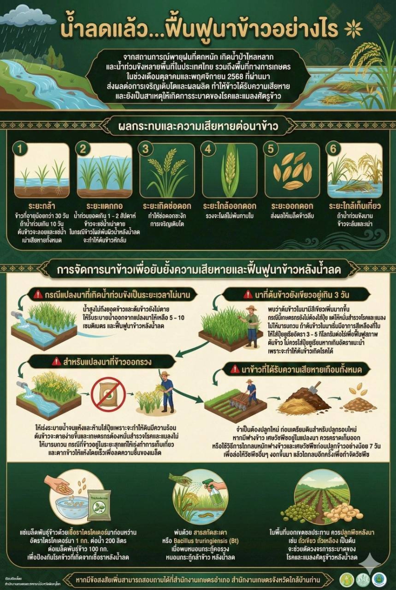 น้ำลดเเล้วฟื้นฟูข้าวอย่างไร