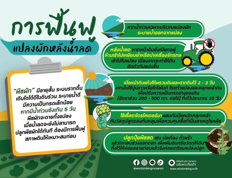 วิธีฟื้นฟูแปลงและปลูกผักหลังน้ำลด