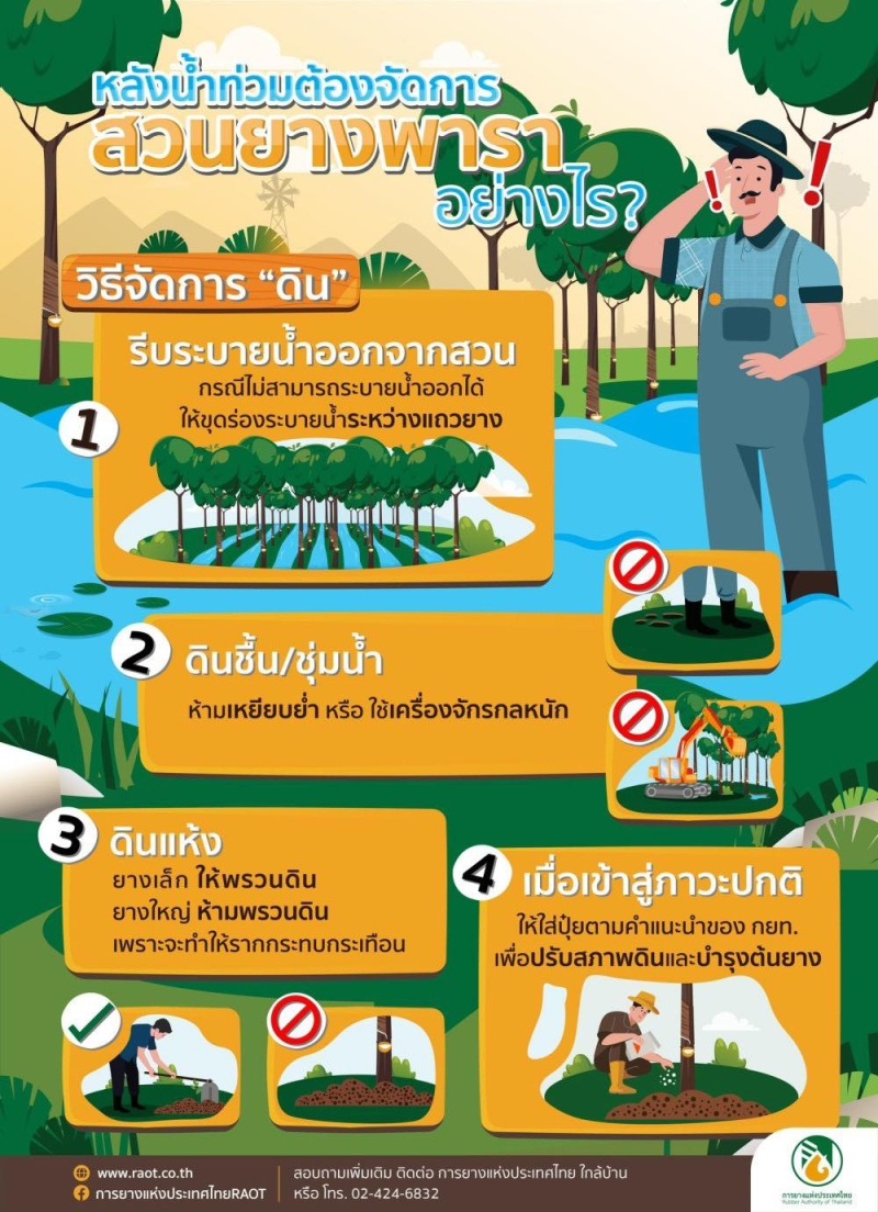 หลังน้ำท่วมต้องจัดการสวนยางพาราอย่างไร