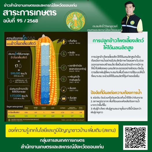 ข้าวโพดเลี้ยงสัตว์เป็นพืชหลังนายอดนิยม