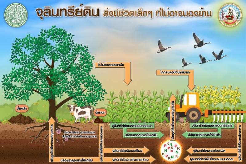 จุลินทรีย์ในดิน