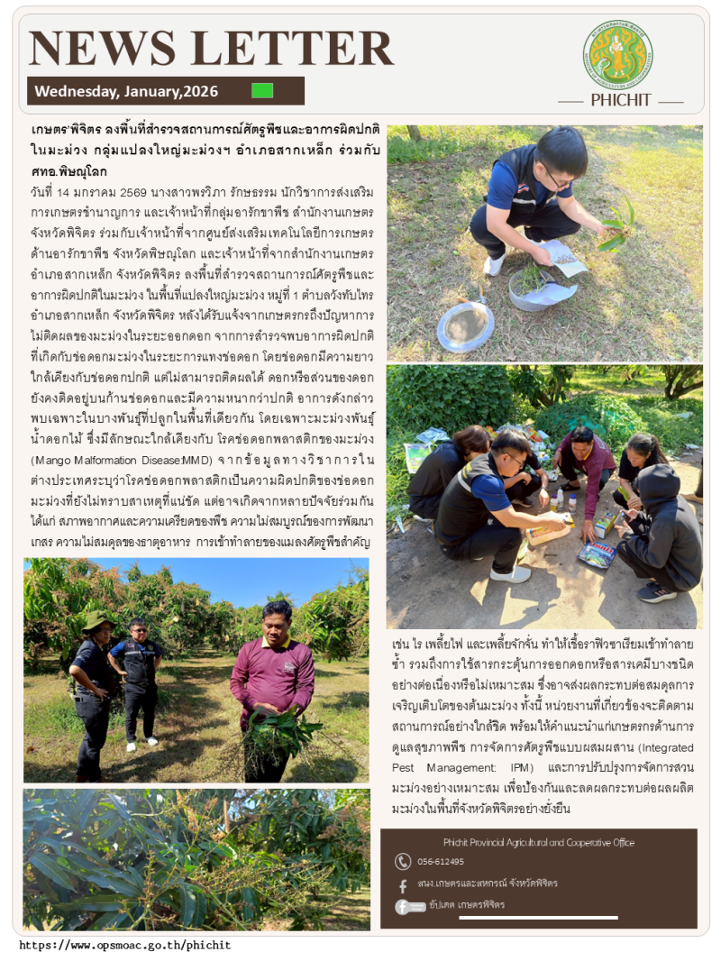 เกษตร’พิจิตรสำรวจสถานการณ์ศัตรูพืชและอาการผิดปกติในมะม่วงกลุ่มแปลงใหญ่มะม่วงฯ