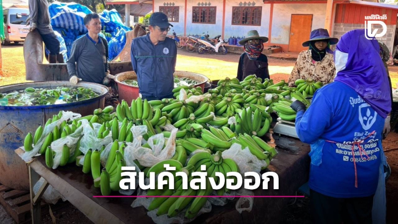 “呵叻黄金香蕉”：开启出口导向型高价值农产品模式