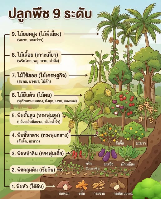 ปลูกพืช 9 ระดับ