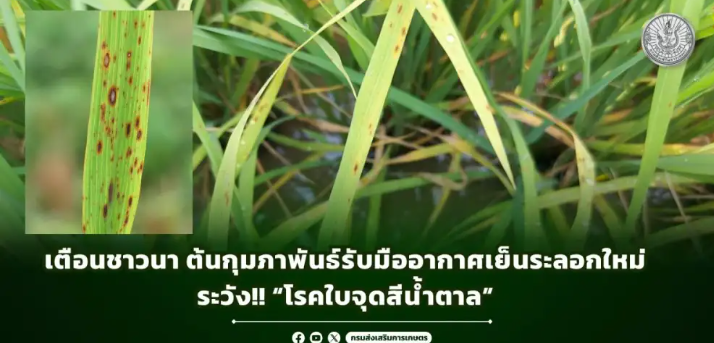 เตือนชาวนาต้นกุมภาพันธ์รับมืออากาศเย็นระลอกใหม่