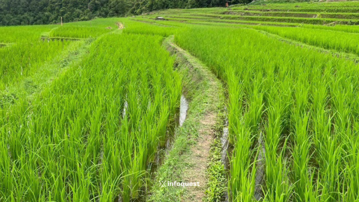 ราคาส่งออกข้าวไทย-อินเดียลดลงสัปดาห์นี้