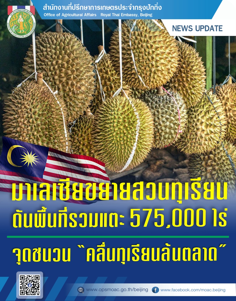 มาเลเซียเร่งขยายสวนทุเรียน