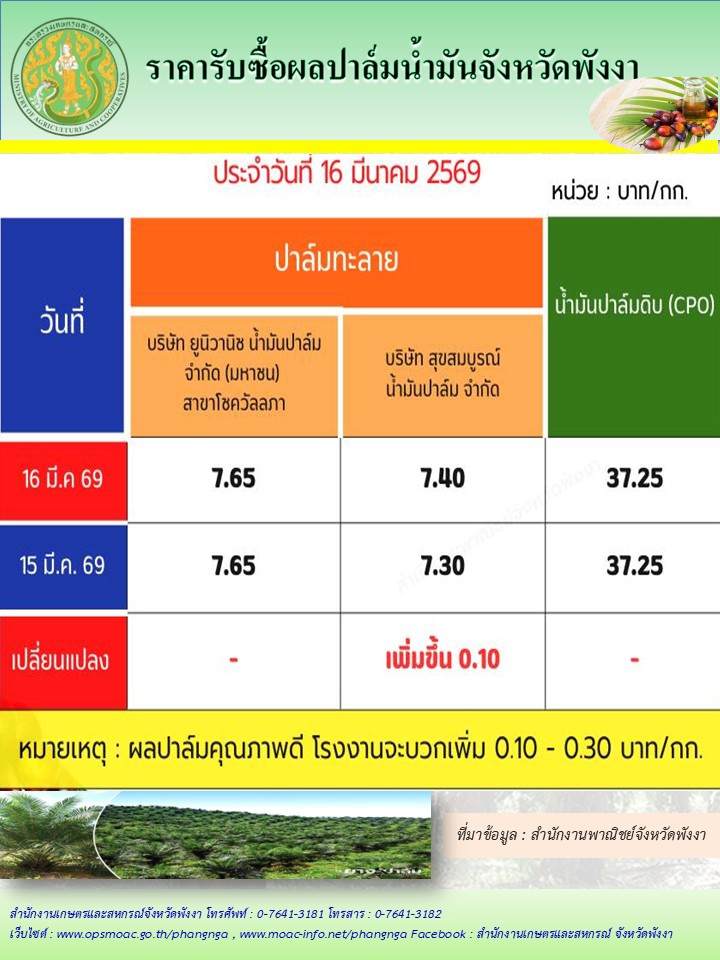 ราคารับซื้อผลปาล์มน้ำมันจังหวัดพังงา