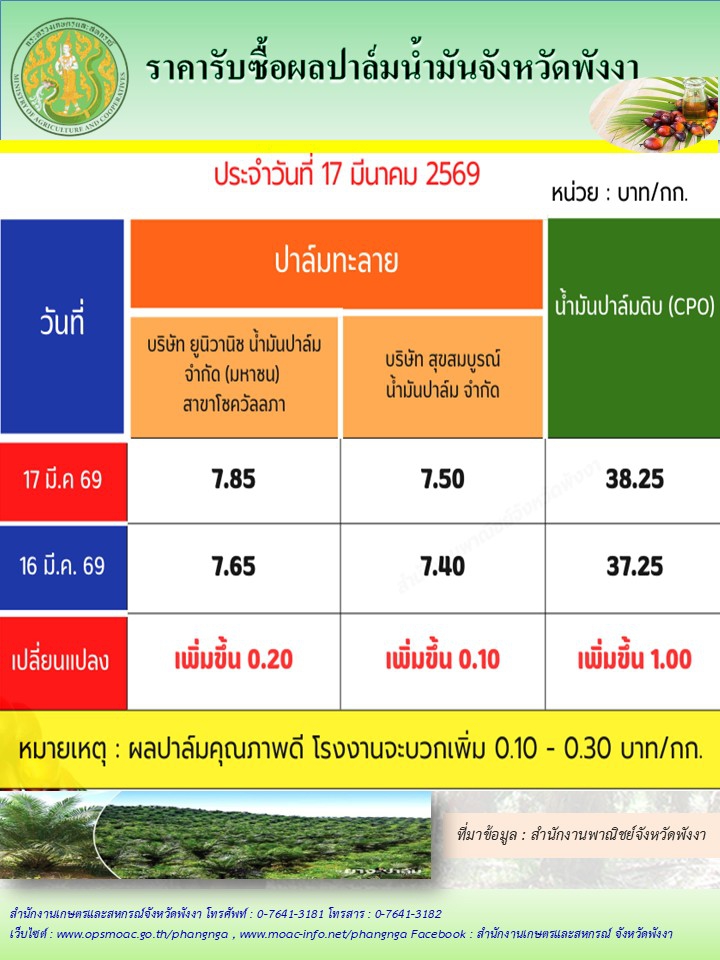 ราคารับซื้อผลปาล์มน้ำมันจังหวัดพังงา