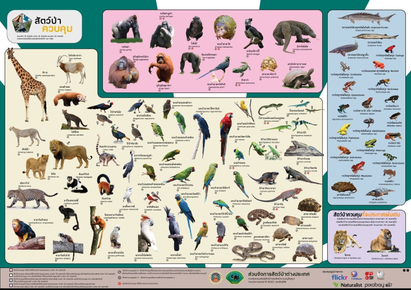 การแจ้งครอบครองไลเกอร์ และไทกอน