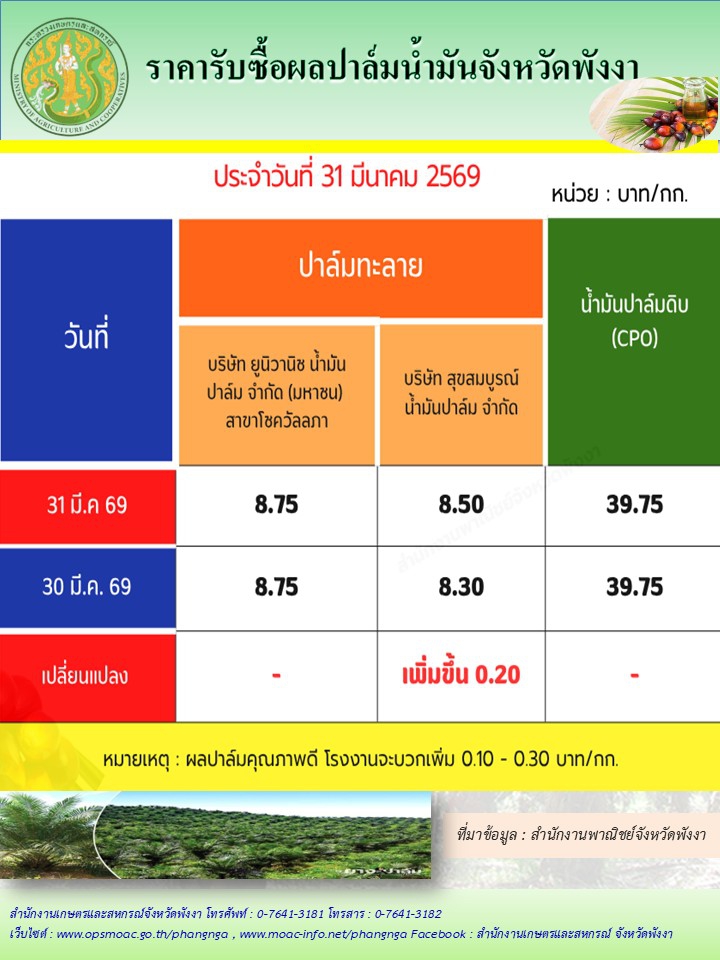 ราคารับซื้อผลปาล์มน้ำมันจังหวัดพังงา