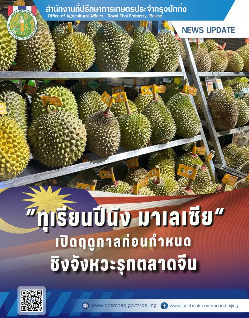 “ทุเรียนปีนัง”มาเลเซียเปิดฤดูกาลก่อนกำหนด