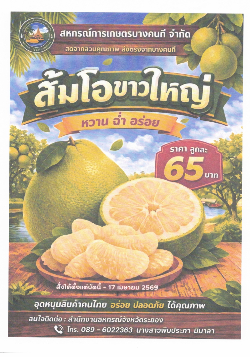 เชิญชวนซื้อส้มโอขาวใหญ่
