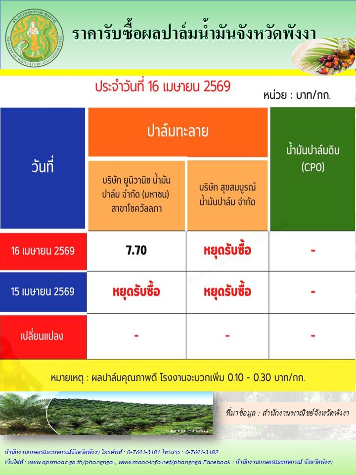 ราคารับซื้อผลปาล์มน้ำมันจังหวัดพังงา