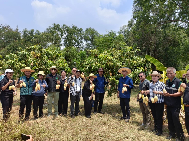 กษ.อำนาจเจริญร่วมเก็บผลผลิตมะม่วงน้ำดอกไม้สีทอง