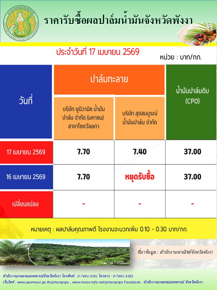 ราคารับซื้อผลปาล์มน้ำมันจังหวัดพังงา