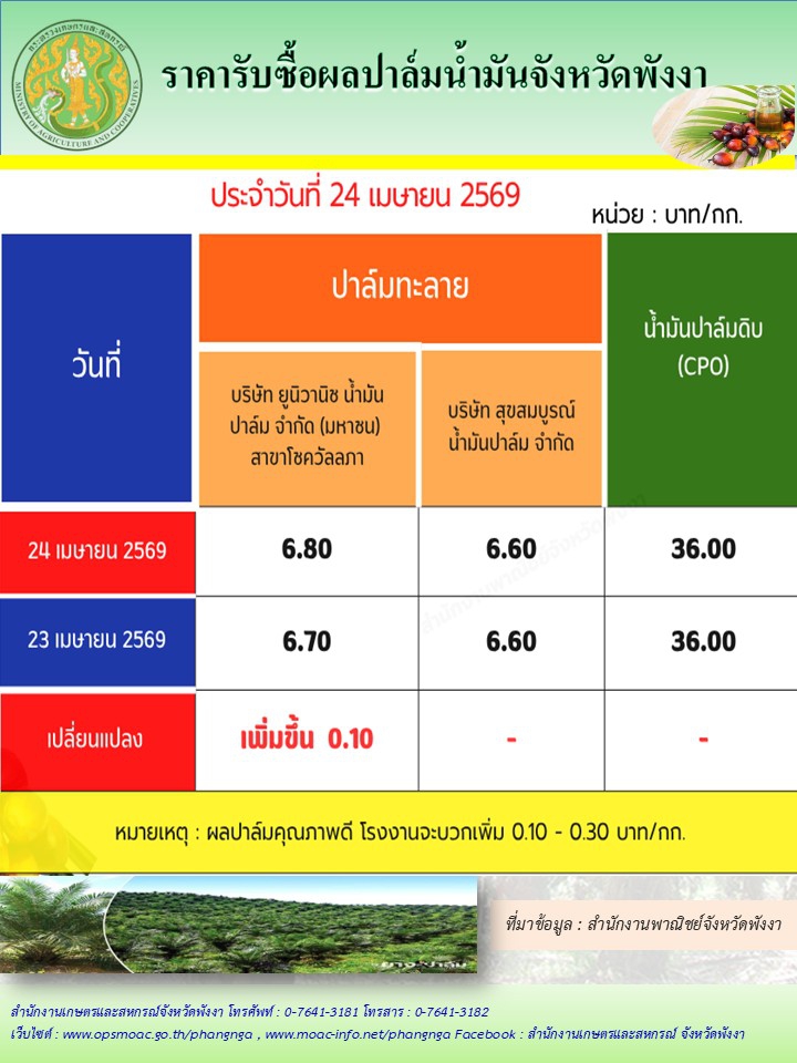 ราคารับซื้อผลปาล์มน้ำมันจังหวัดพังงา