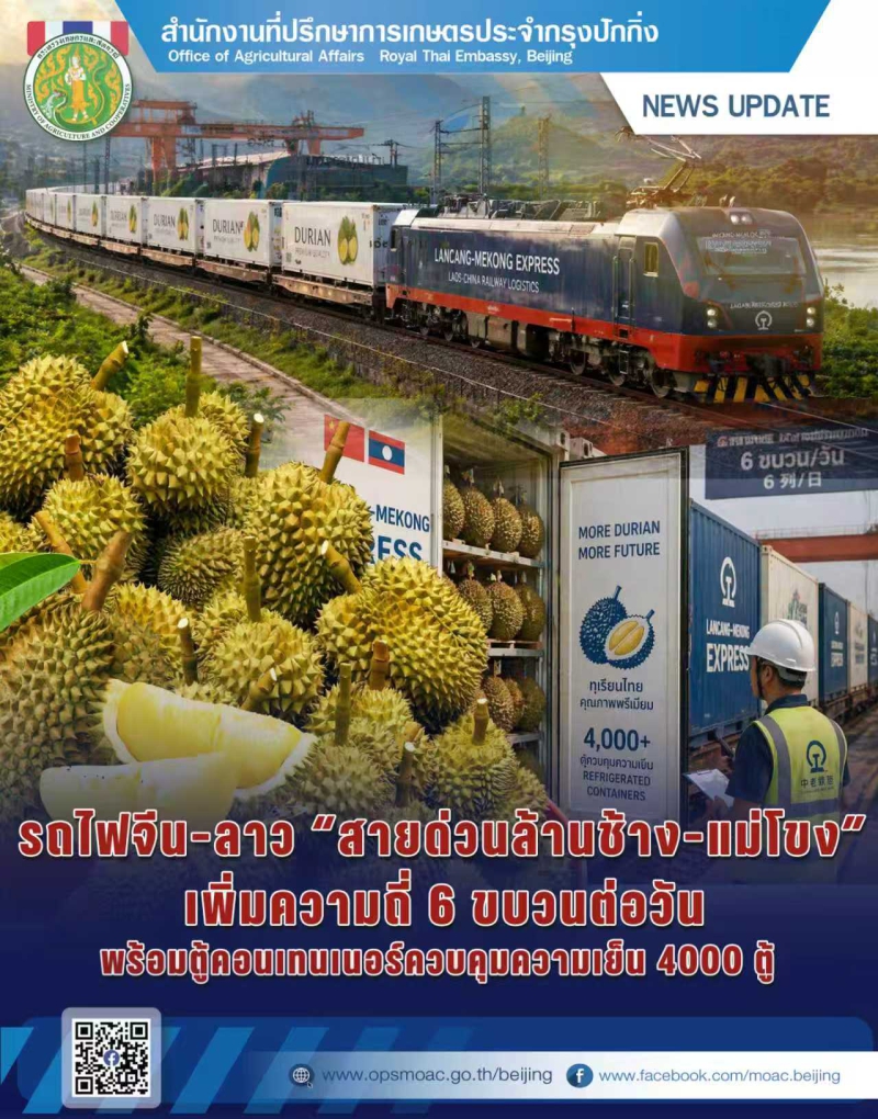 ทุเรียนจำนวนมากขนส่งเข้าสู่ประเทศจีน