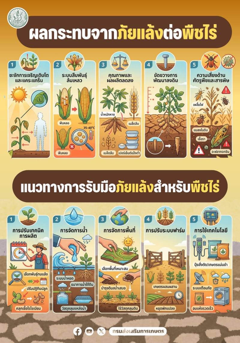 ผลกระทบจากภัยแล้งต่อพืชไร