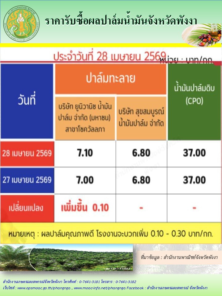ราคารับซื้อผลปาล์มน้ำมันจังหวัดพังงา