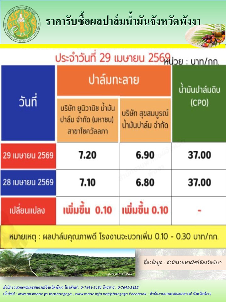 ราคารับซื้อผลปาล์มน้ำมันจังหวัดพังงา
