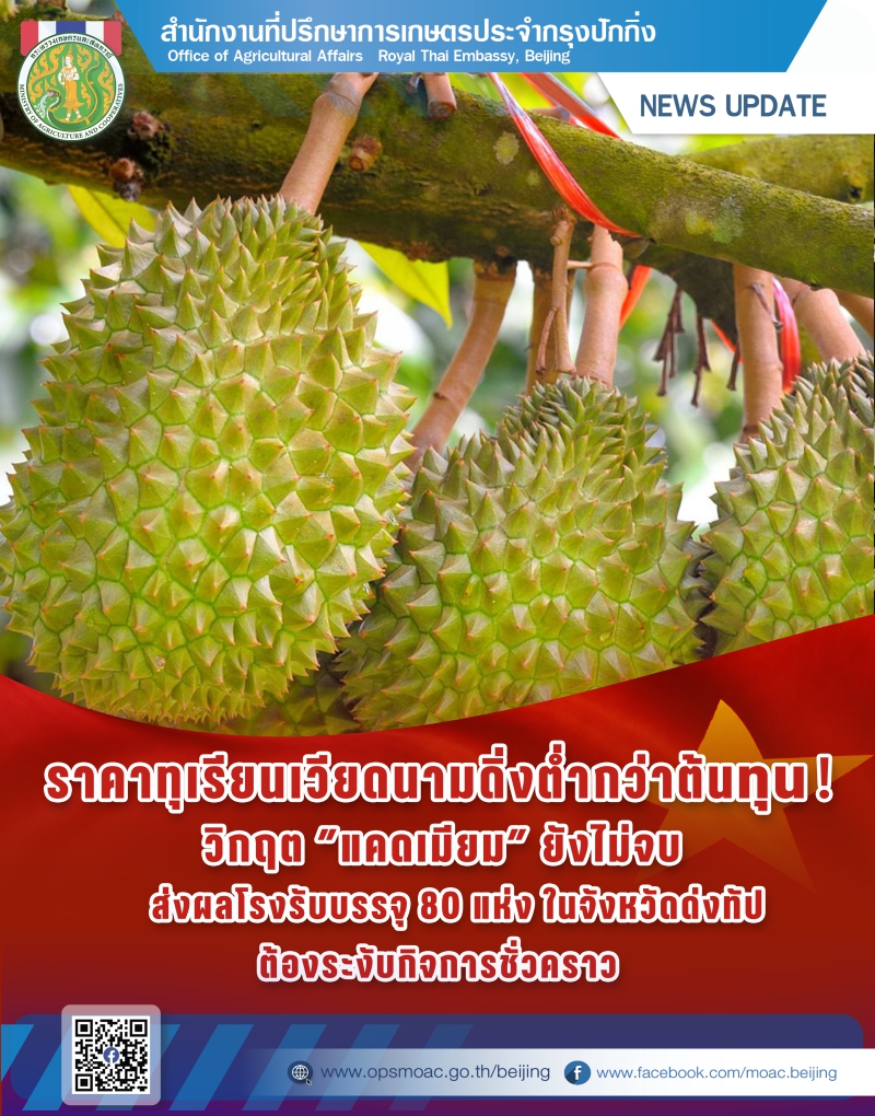 ราคาทุเรียนเวียดนามดิ่งต่ำกว่าต้นทุน!