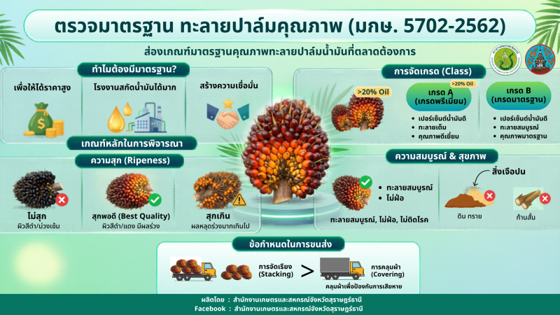มาตรฐานทะลายปาล์มคุณภาพ (มกษ.5702-2562)