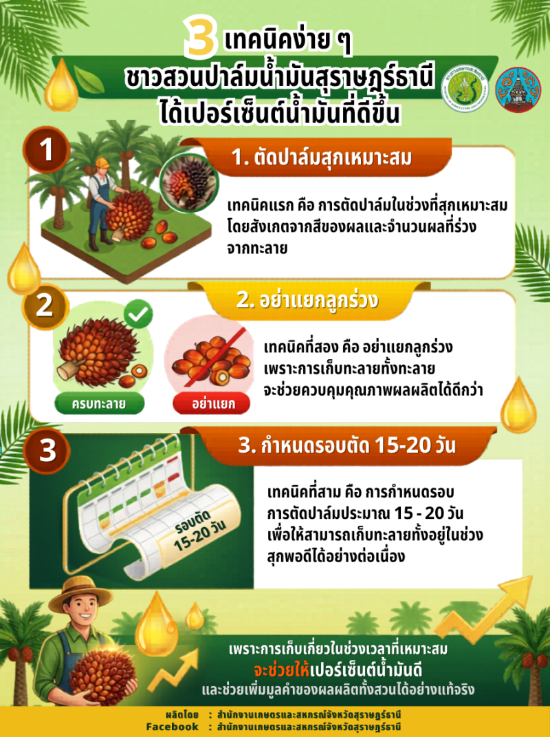 3เทคนิคง่ายๆชาวสวนปาล์มน้ำมันสุราษฎร์ธานี