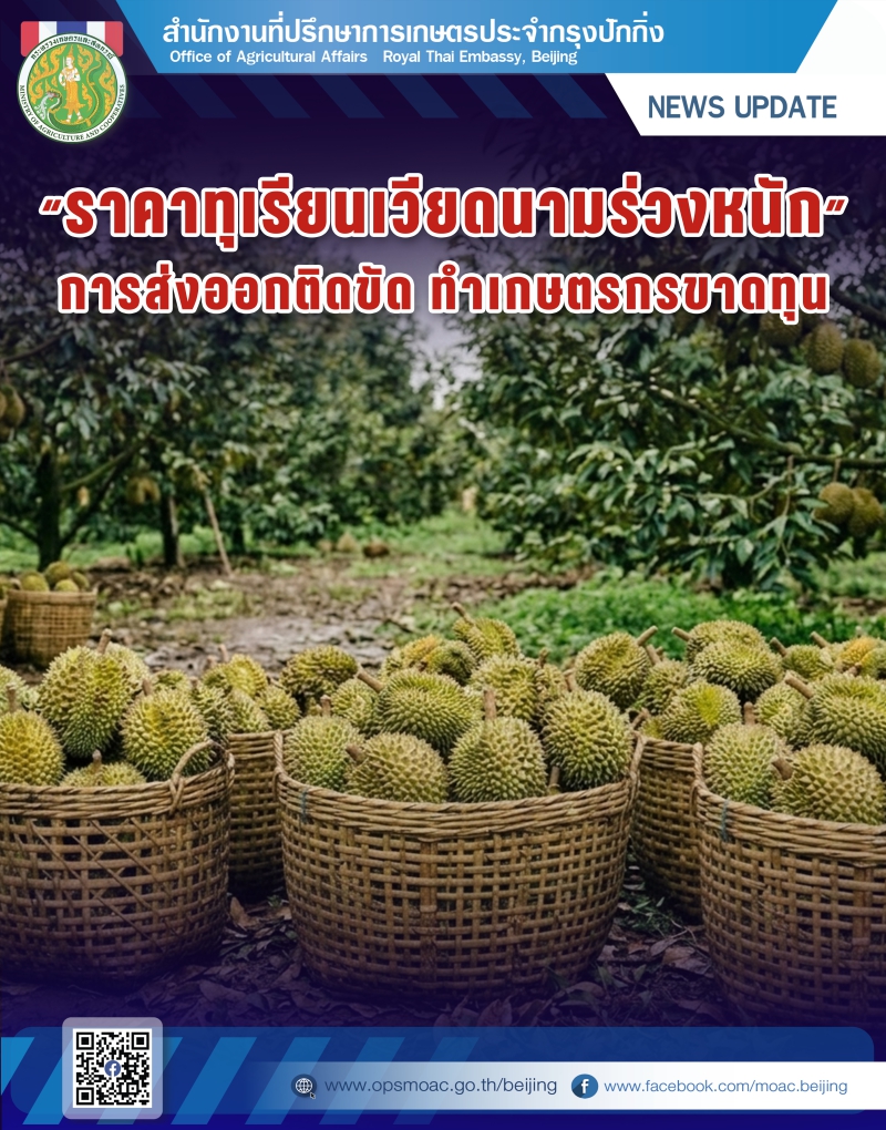 ราคาทุเรียนเวียดนามร่วงหนัก