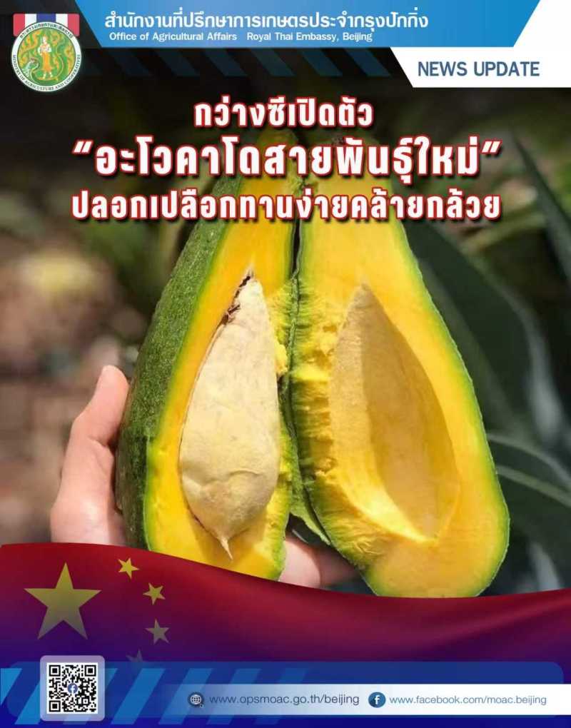 กว่างซีเปิดตัว“อะโวคาโดสายพันธุ์ใหม่”