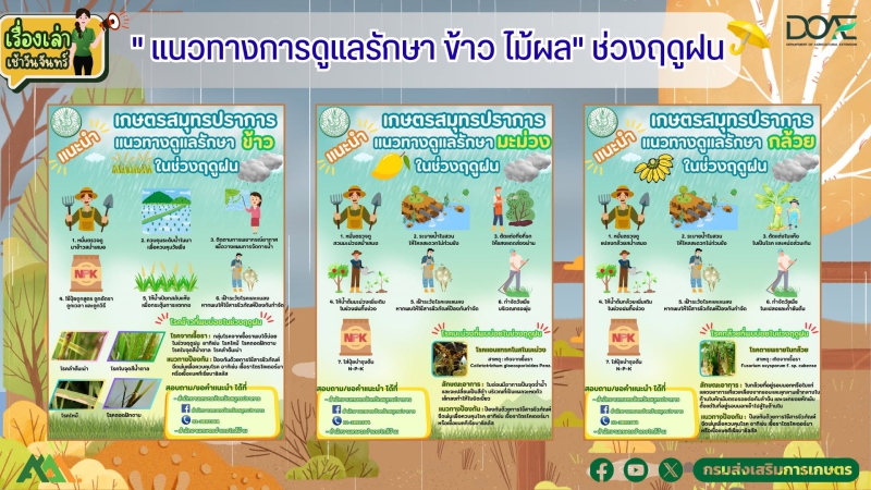 แนวทางการดูแล ข้าว ไม้ผล ในฤดูผล