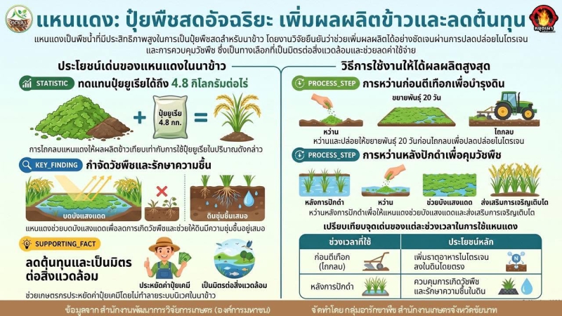 แหนแดงปุ๋ยพืชสดในนาข้าว