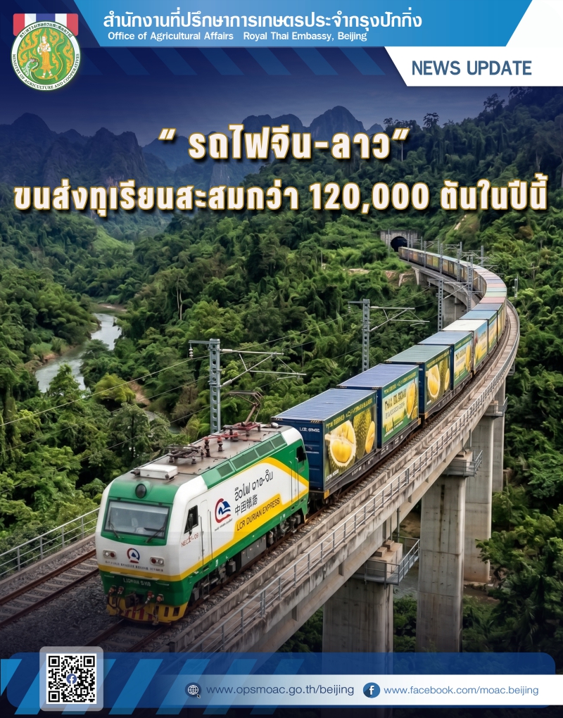 รถไฟจีน–ลาวขนส่งทุเรียนสะสมกว่า 120,000 ตันในปีนี้