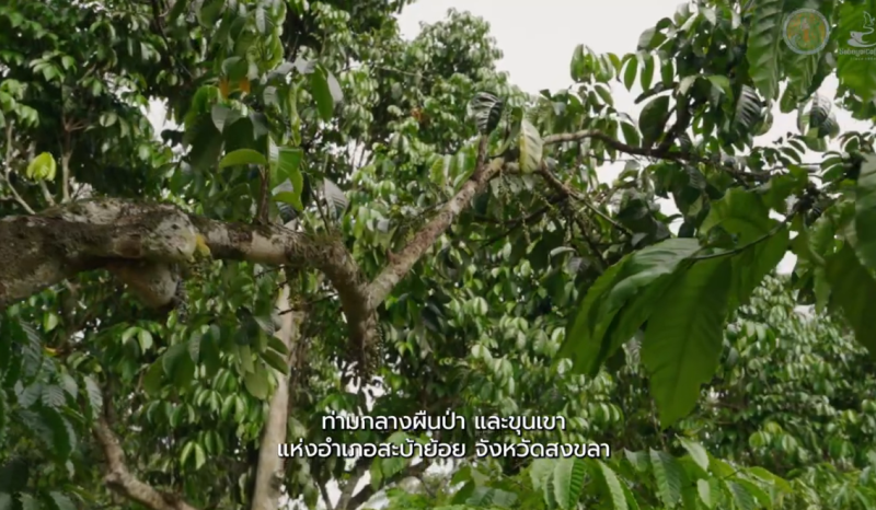 “กาแฟโรบัสตา”เสน่ห์วิถีถิ่นคนสะบ้าย้อย