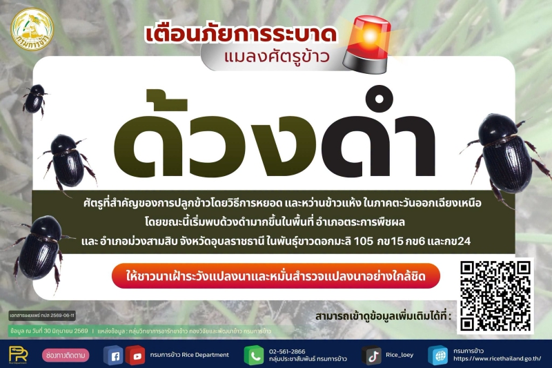 เตือนเฝ้าระวังศัตรูข้าวด้วงดำ