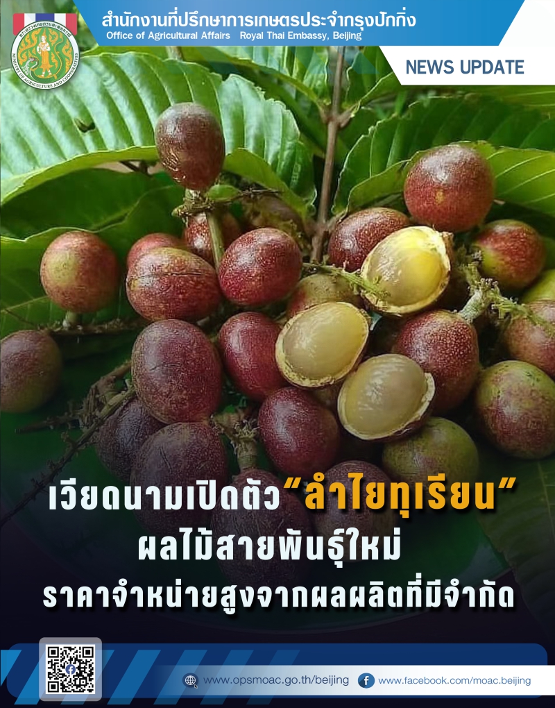 เวียดนามเปิดตัว“ลำไยทุเรียน”ผลไม้สายพันธุ์ใหม่