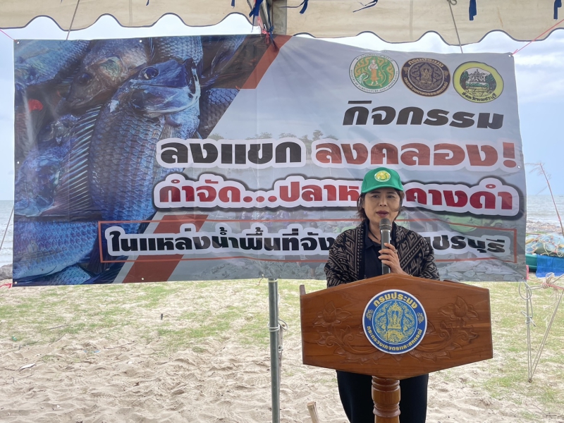กิจกรรมลงแขกลงคลองกำจัดปลาหมอคางดำในแหล่งน้ำธรรมชาติพื้นที่จังหวัดเพชรบุรี