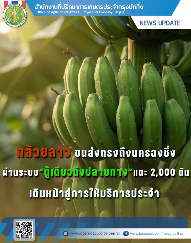 กล้วยลาวขนส่งตรงถึงนครฉงชิ่งผ่านระบบ