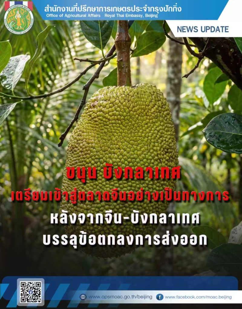 ขนุนบังกลาเทศเตรียมเข้าสู่ตลาดจีนอย่างเป็นทางการ