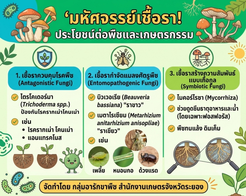 มหัศจรรย์เชื้อรา