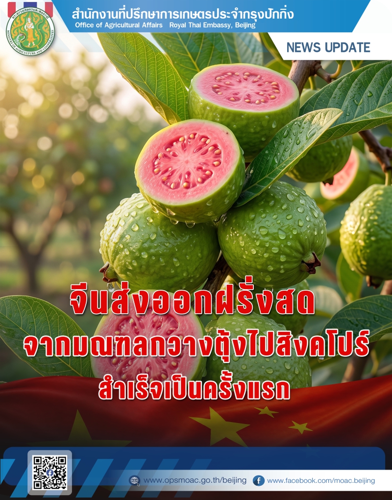 จีนส่งออกฝรั่งสดจากเมืองเหลียนเจียง
