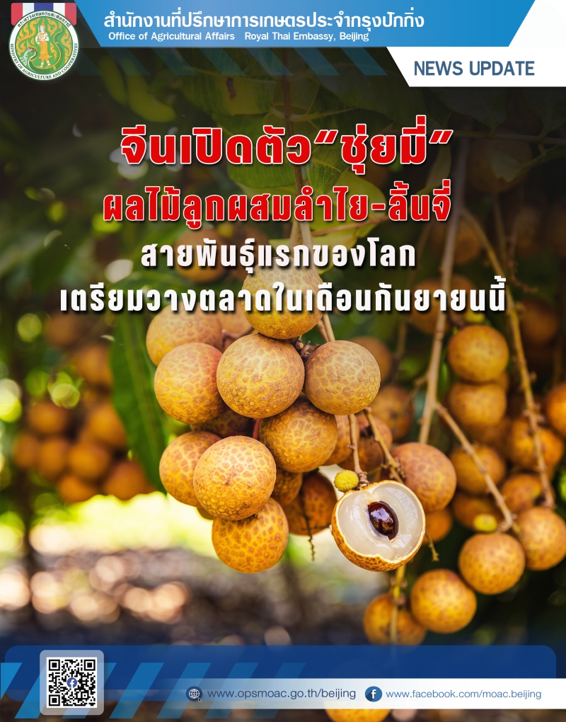“ชุ่ยมี่”ผลไม้ลูกผสมระหว่างลำไยกับลิ้นจี่สายพันธุ์แรกของโลก