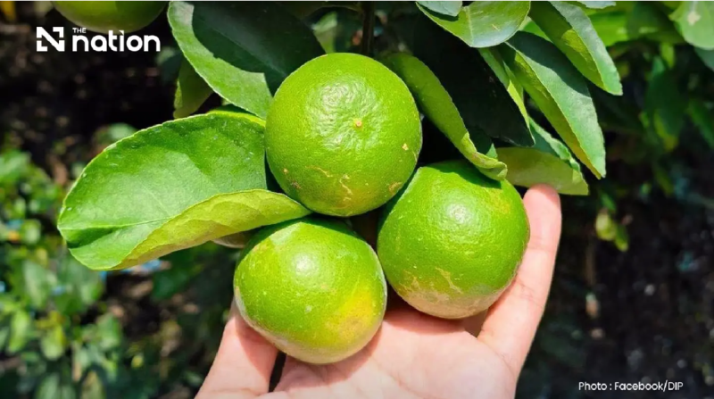 Thai Agricultural Heritage Protected as Ratchaburi Limes and Mangoes Secure GI Status