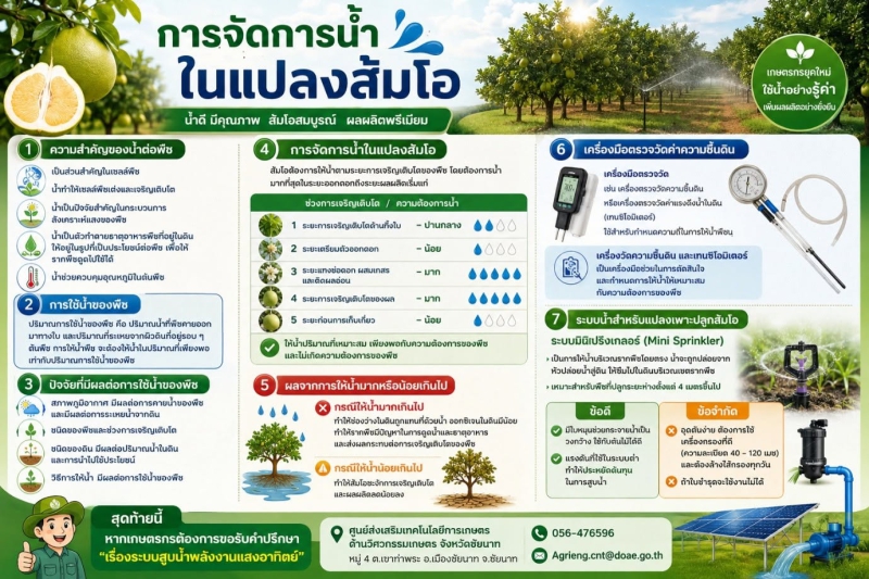 รดน้ำส้มโอให้ถูกระยะ เพิ่มผลผลิตเป๊ะ ไม่มีชะงัก